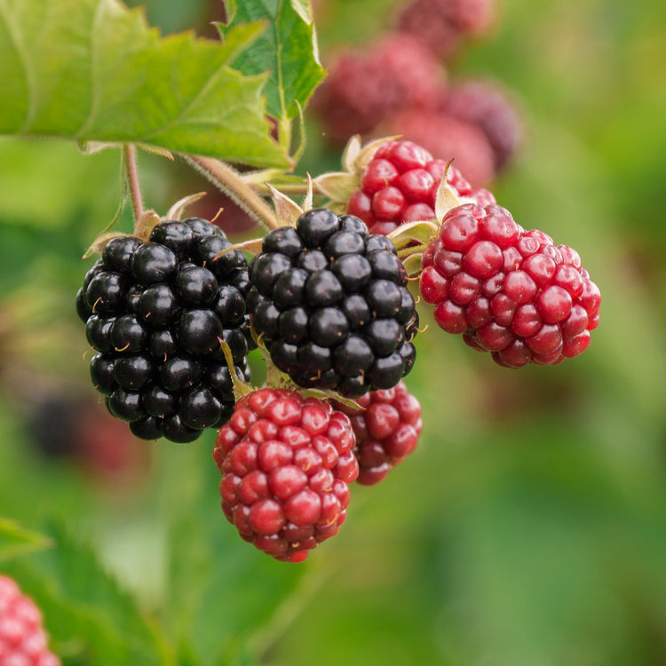 Brombeere