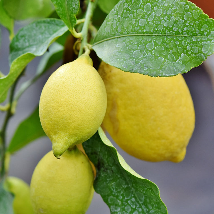 Citrus Pflanzen