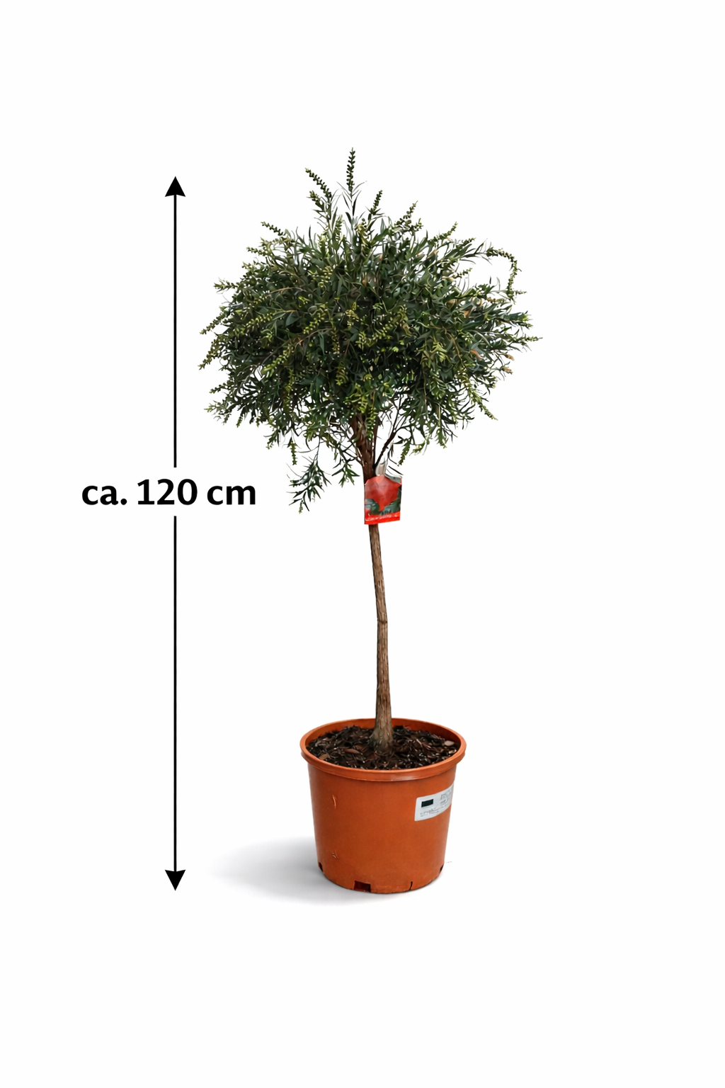 Callistemon „Masotti Mini Red“ ca. 120 cm – Zylinderputzer / Flaschenputzer – Immergrüne Kübelpflanze mit roten Blüten