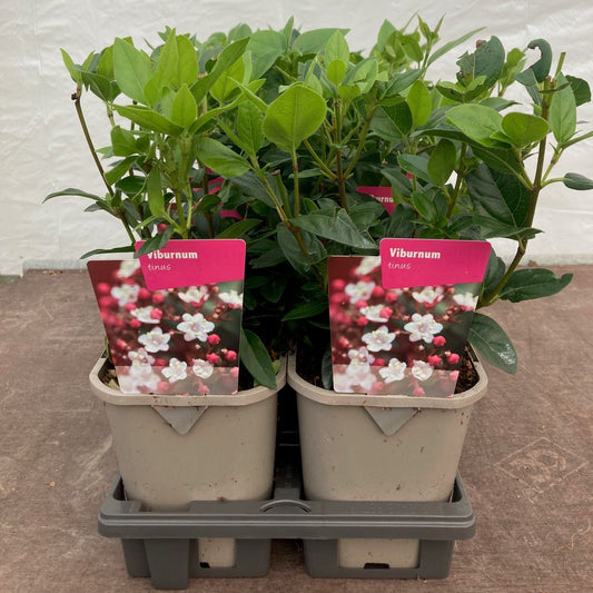 Sněhová koule Viburnum tinus cca. 30 cm – Stálezelená květinová dekorace do zahrady a na terasu