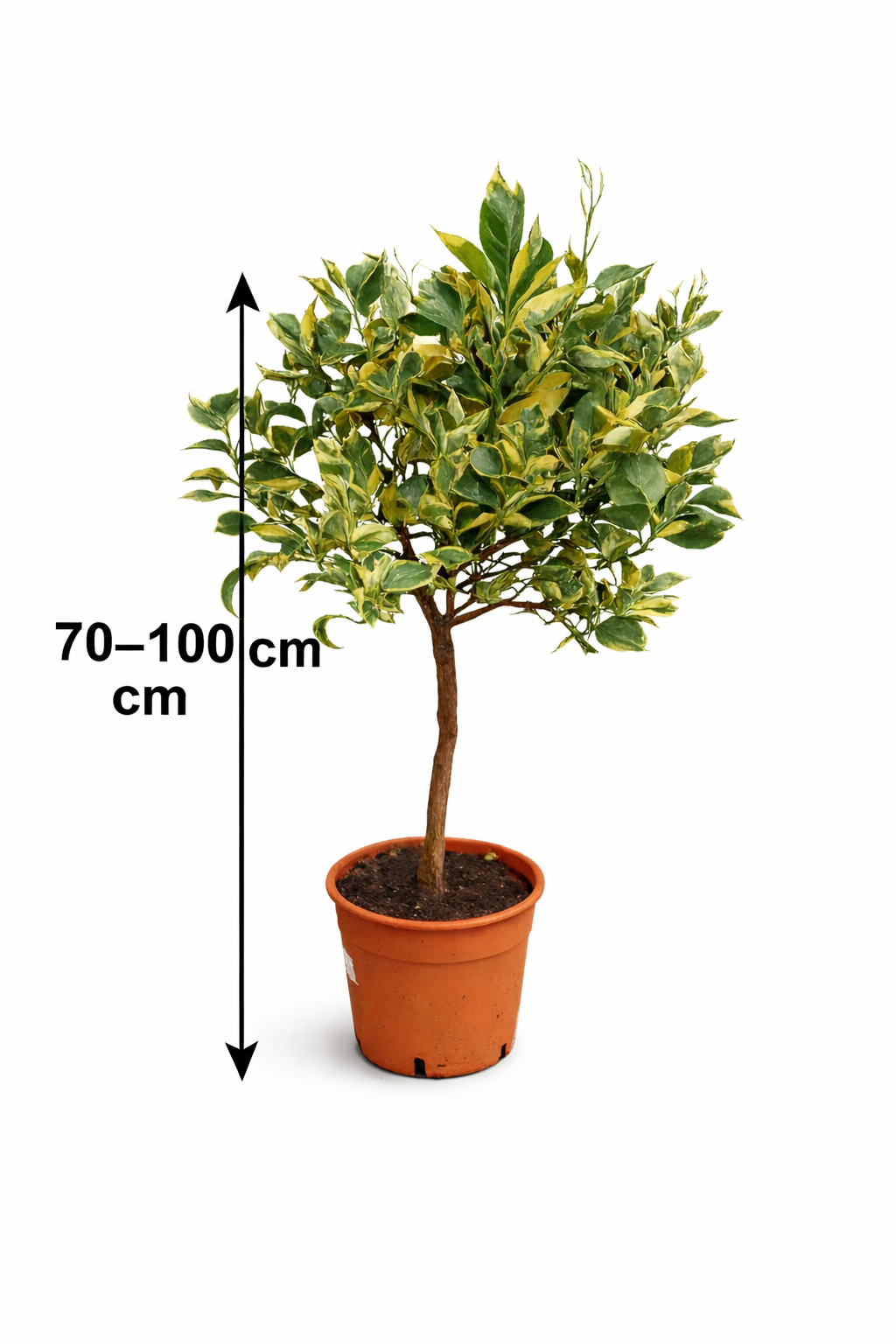 Panaché Orange Baum 70–100 cm – Variegierte Orange Citrus sinensis Variegata – buntlaubiger Orangenbaum Zitruspflanze