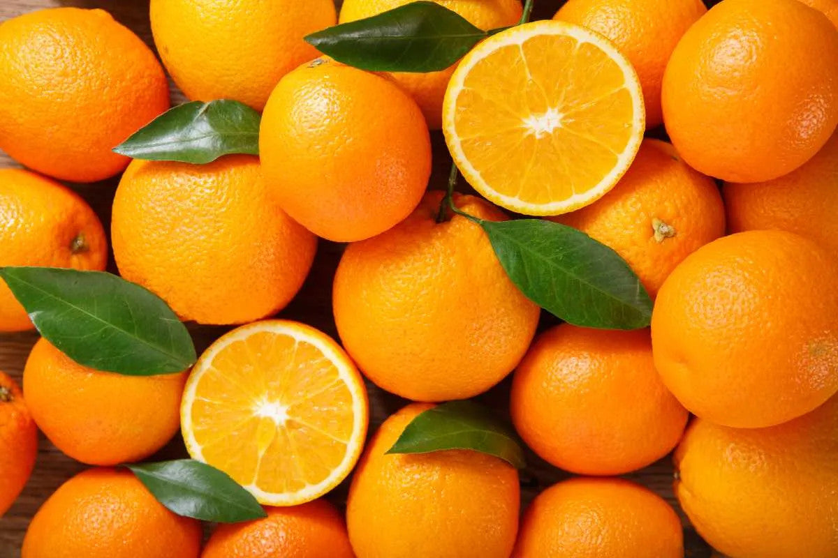 Brasilianische Orange (Citrus sinensis) – Arancio Brasiliano, 100-120 cm | Exotischer Orangenbaum für Zuhause