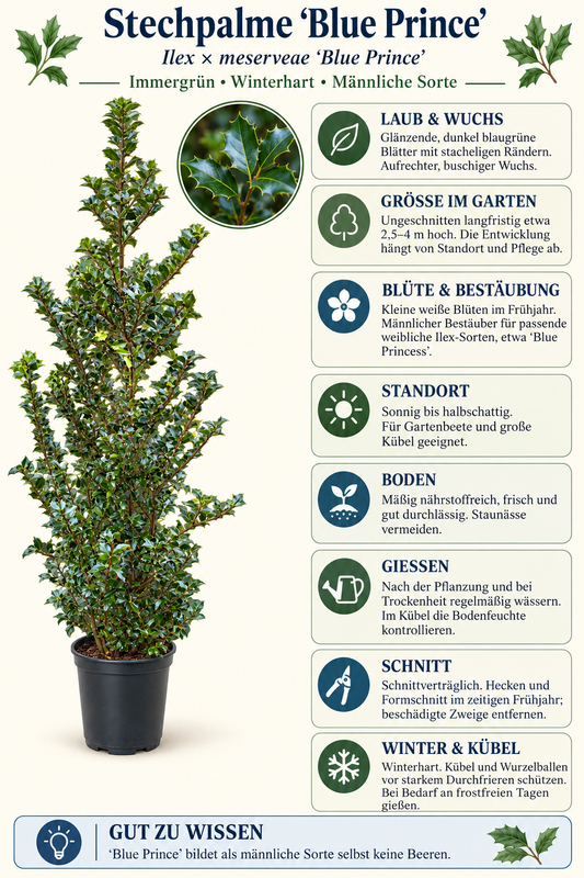Stechpalme ‘Blue Prince’ – Ilex meserveae, immergrün & winterhart für Garten, Hecke und Kübel – ca. 180 cm inkl. Topf