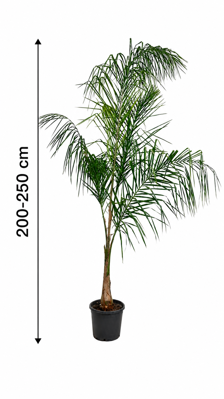 Královská palma (180-200 cm) – Arecastrum romanzoffianum – Velká pokojová palma s kmenem 60 cm