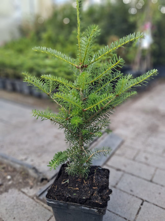 Koreanische Tanne (Abies koreana) 40–50 cm – Immergrüner Zwerg-Nadelbaum für Garten & Kübel