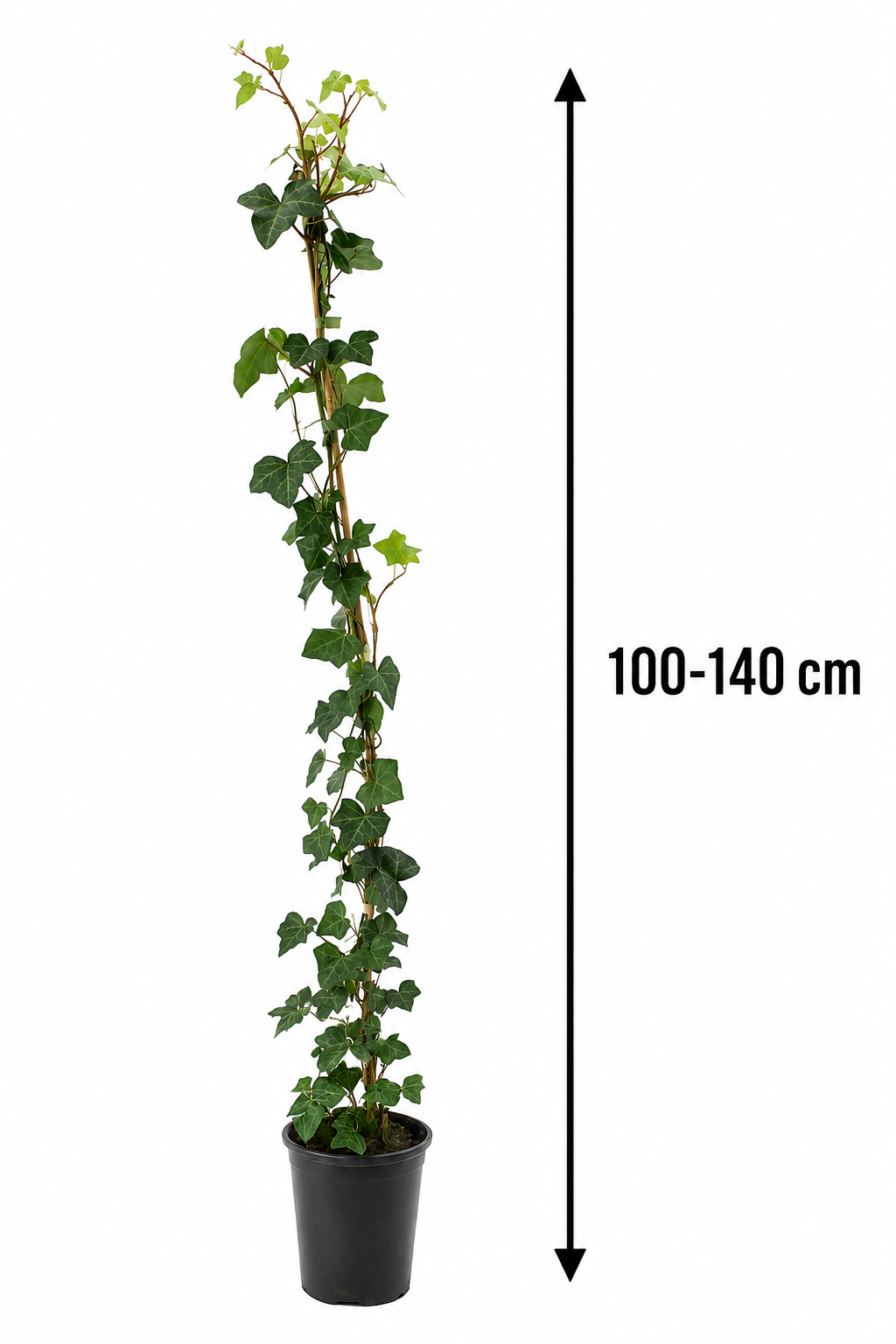 10 x břečťan 100-140 cm Hedera Hibernica 10 stálezelených popínavých rostlin pro 3metrový živý plot se 100% soukromím Neprůhledné popínavé rostliny