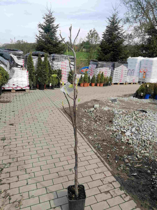 Feigenbaum- Ficus carica - Obstbaum - echte Feige - Winterhart