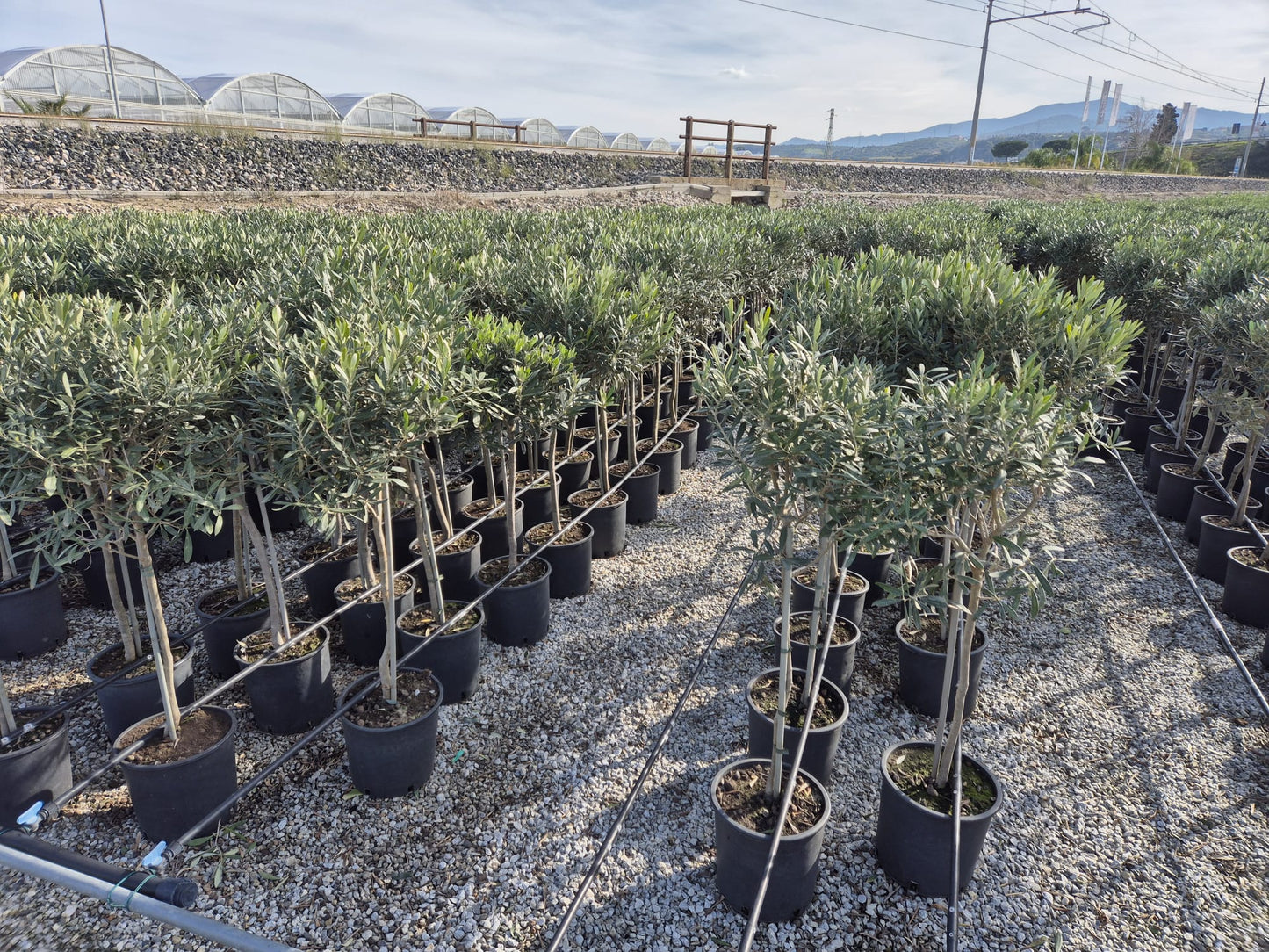 Olivenbaum-Stämmchen 100-120 cm – Mediterraner Olivenbaum für Garten, Balkon & Terrasse