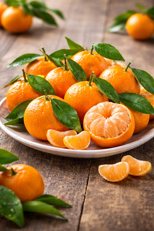 Satsuma Mandarinenbaum 130–160 cm Citrus unshiu winterharte Mandarine Japanische Mandarine Mandarinenbaum