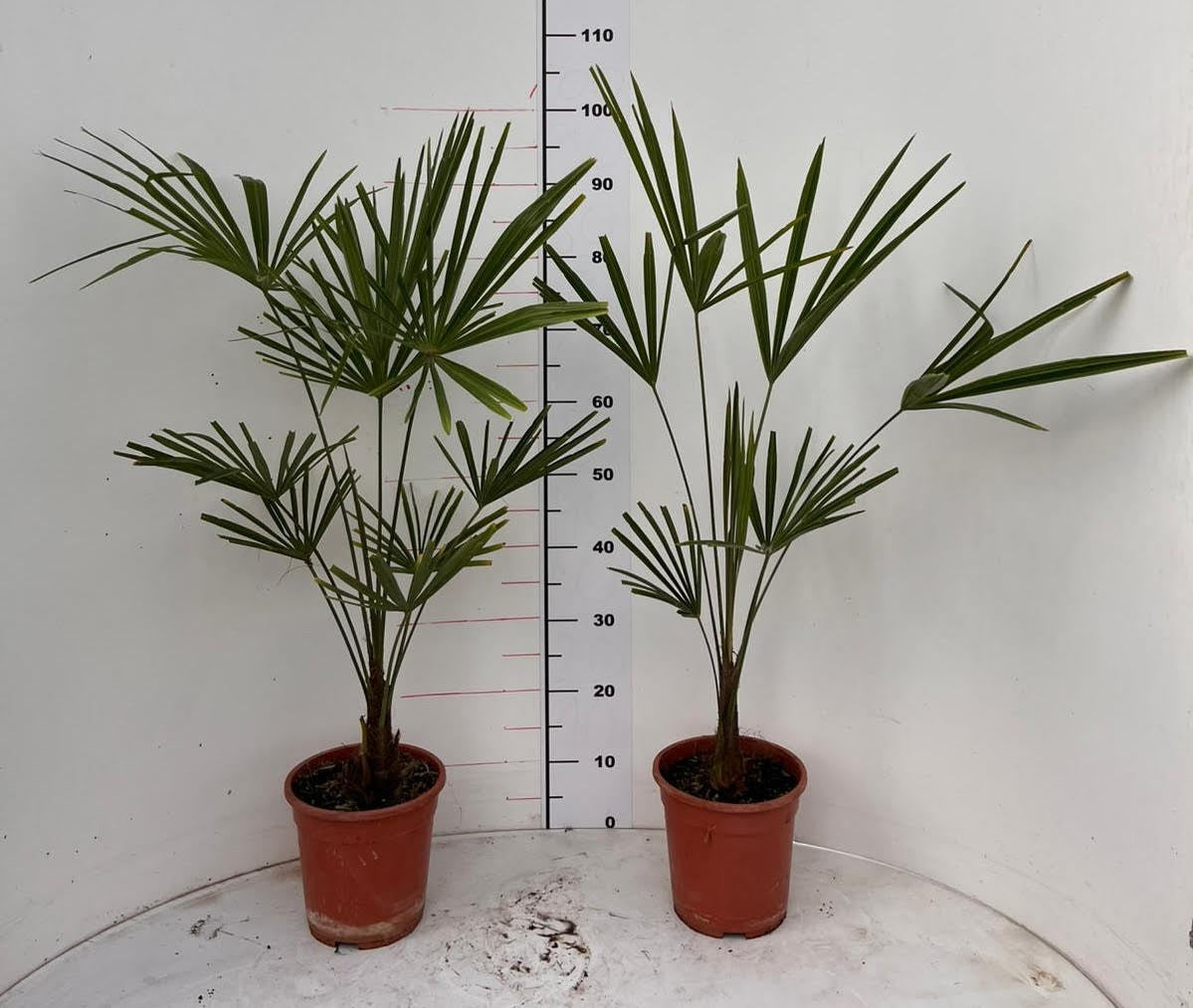 2 odolné čínské konopné palmy (Trachycarpus fortunei) – 100–120 cm (A2) | Exotický poutač do zahrady a na terasu