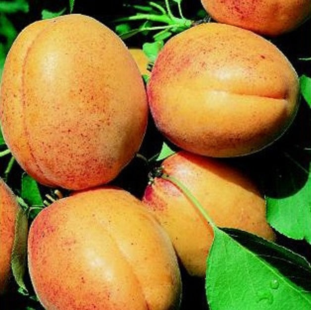 Aprikosenbaum Prunus armeniaca ‘Bulida’ – Winterharte Aprikose / Marille, Obstbaum 100–140 cm