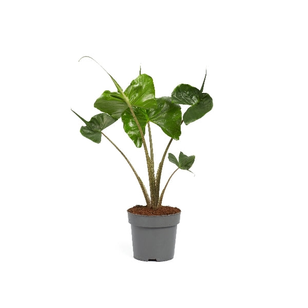 Alocasia Stingray 50-60 cm - Pfeilblatt - Elefantenohr - Zimmerpflanze - Grünpflanze
