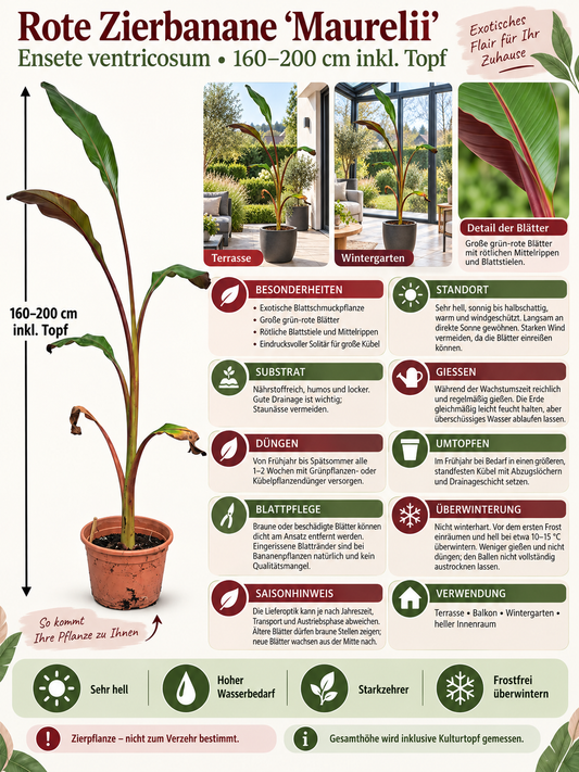 Rote Zierbanane ‘Maurelii’ 160–200 cm – Ensete ventricosum, Abessinische Banane für Terrasse und Wintergarten