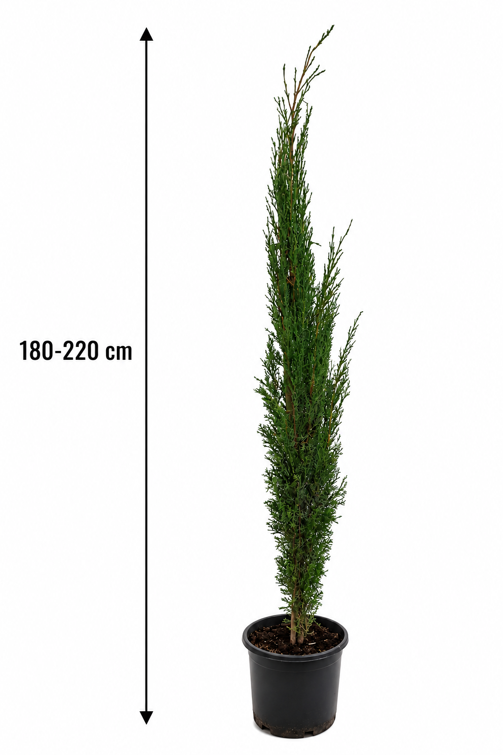 2 Stück Mittelmeer-Zypresse 180-220 cm | Cupressus sempervirens | Italienische Zypresse | Toskanazypresse | Immergrüner Solitärbaum