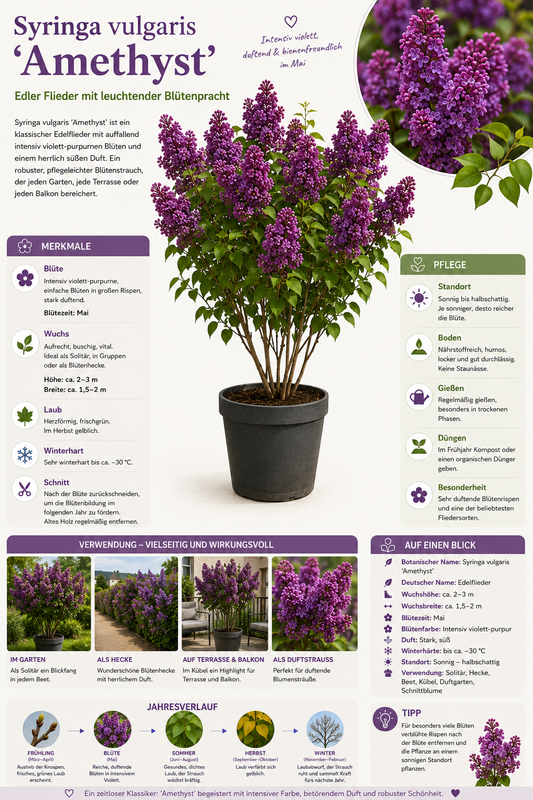Syringa vulgaris Amethyst Flieder ca 100 cm Edel Flieder Duftflieder Gartenpflanze Blütenstrauch