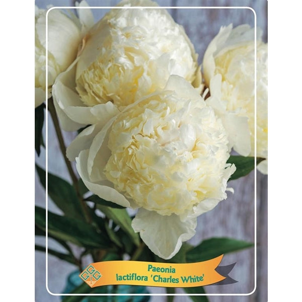 3 Stück Paeonia Mix – Pfingstrose – Strauch – Winterhart – ⌀09 cm -Sarah Bernardt, Alba Plena, Rubra Plena