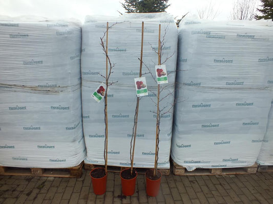 Ziziphus jujuba 150-200cm - große chinesische Dattel - winterharte Pflanze Rote Dattel - Azufaifa