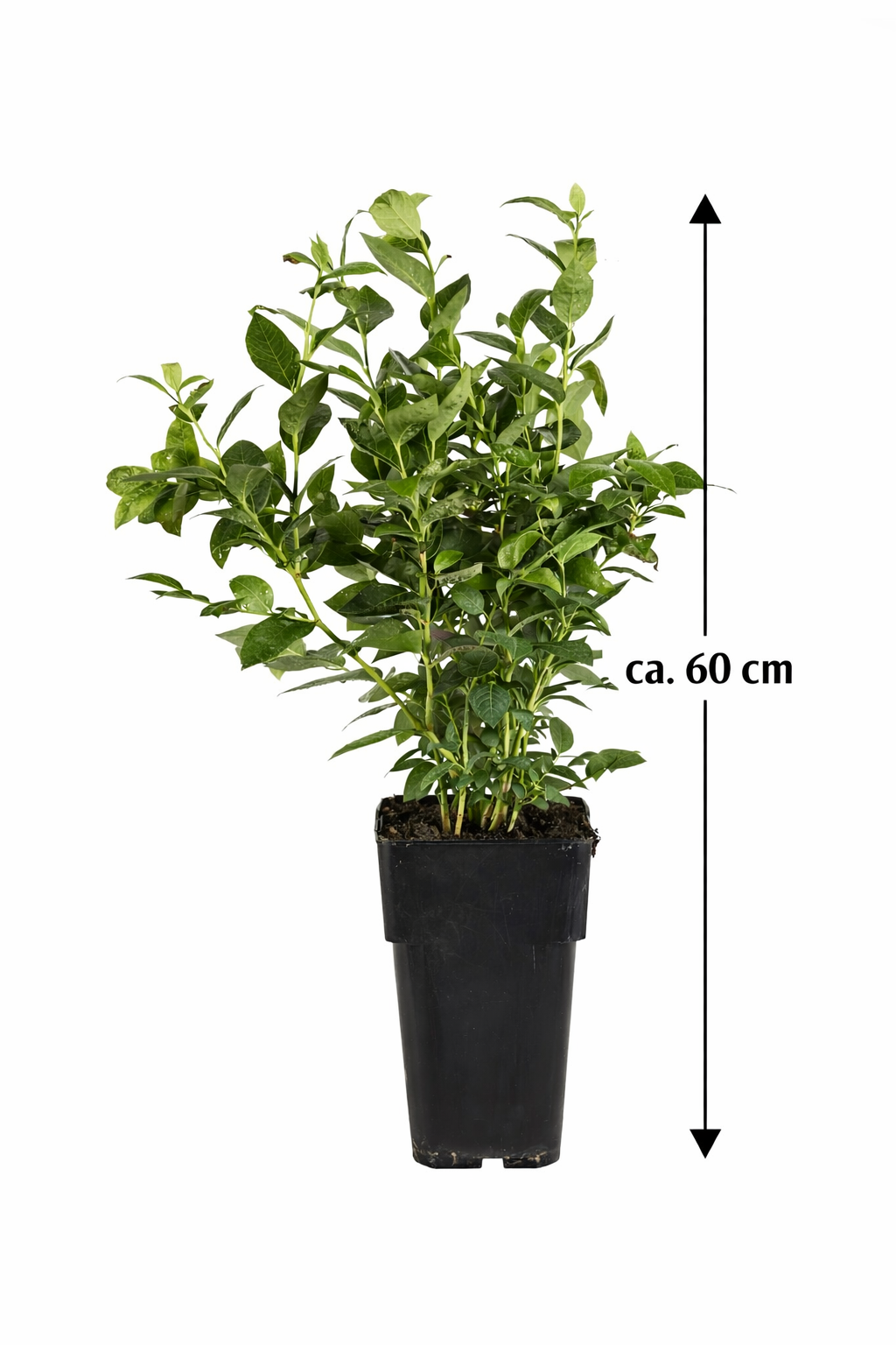 Heidelbeere Bluecrop ca. 60 cm im Topf – Vaccinium corymbosum Kulturheidelbeere ertragreich winterhart für Garten Balkon