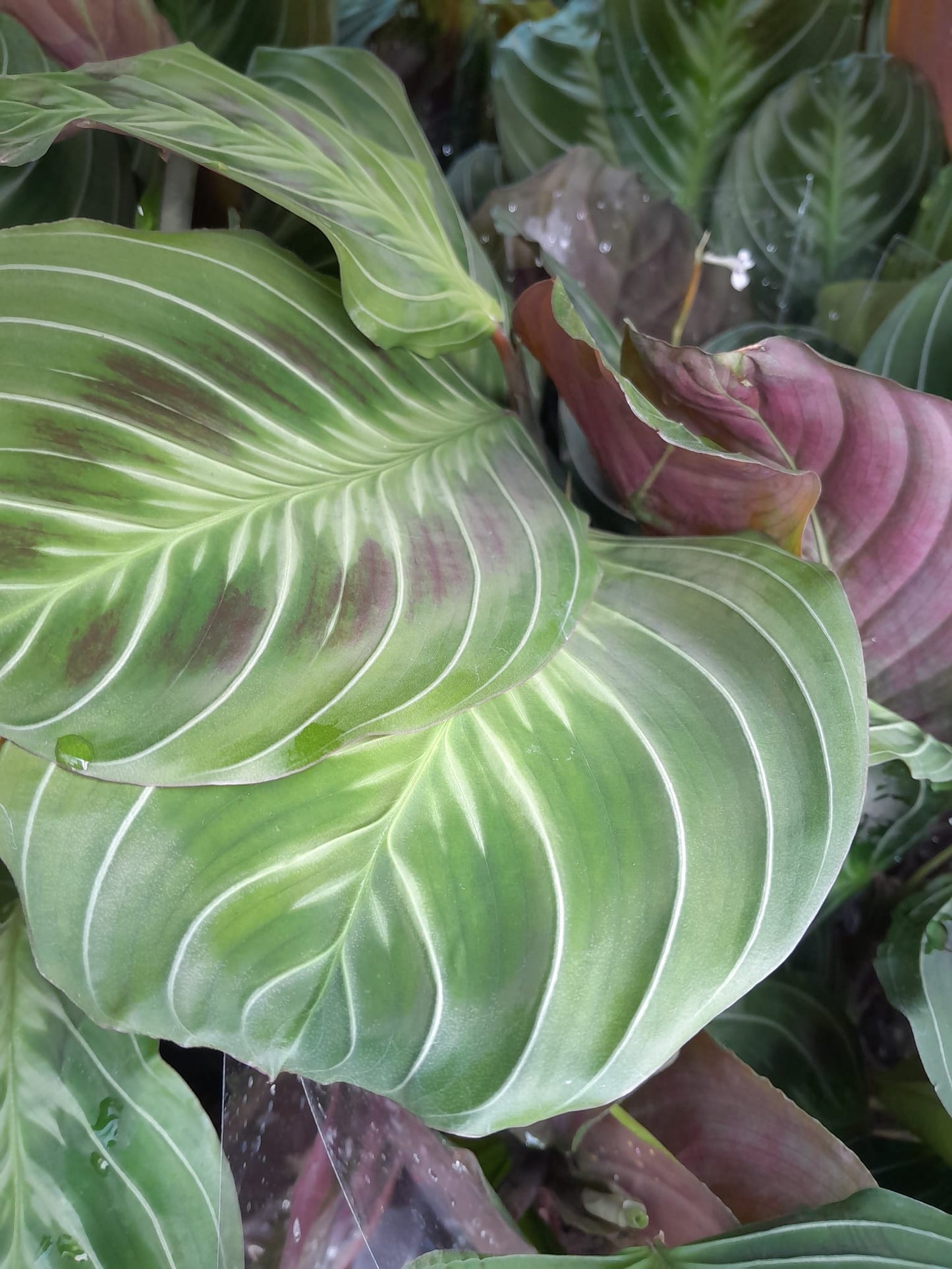 Maranta leuconeura 'Exclusive Dark' ca. 30 cm Pfeilwurz - Zimmerpflanze - Grünpflanze