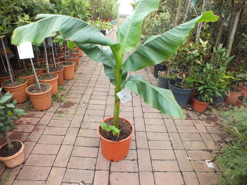 Musa basjoo 100-140 cm winterharte Banane - sehr schneller Wuchs