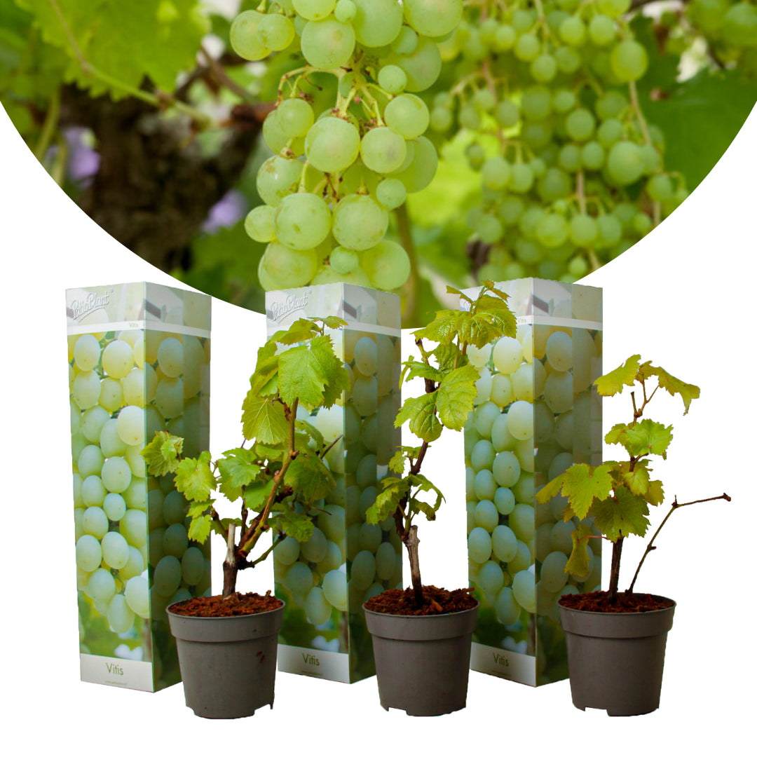Vitis vinifera Chardonnay - 3er Set - Weinrebe - Topf 9cm - Höhe 25-40cm