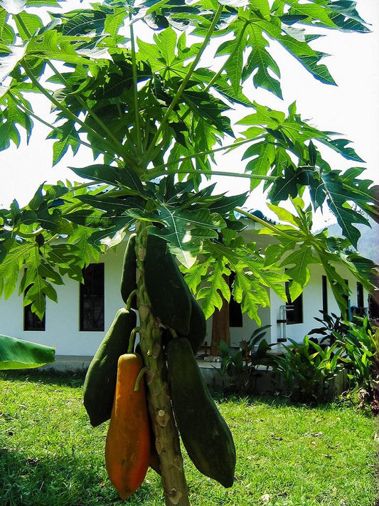 Papaya Pflanze „Bisexual“ – Exotischer Papayabaum 140–180 cm | Carica papaya Zimmerpflanze & Kübelpflanze