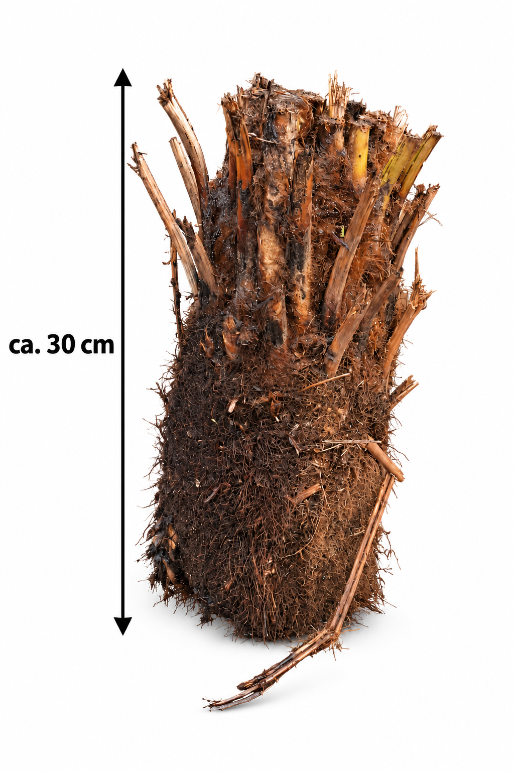 Baumfarn Dicksonia antarctica mit 30 cm Stamm – Australischer Taschenfarn für Kübel und Wintergarten
