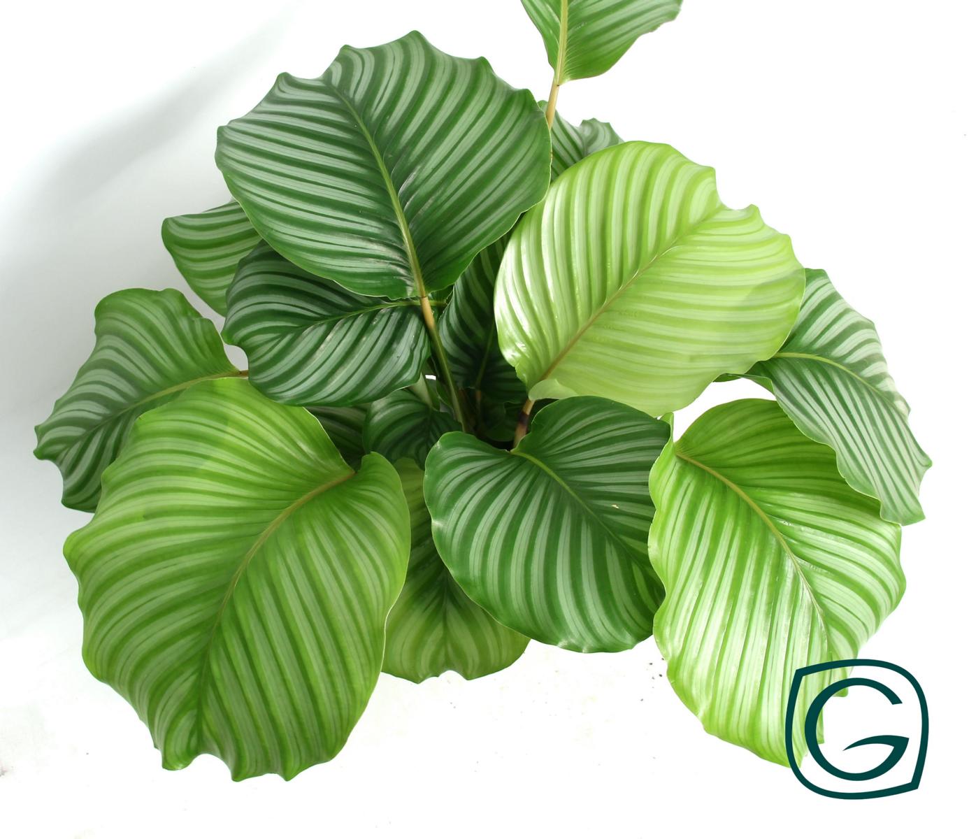 Calathea orbifolia ca. 80 cm - Korbmarante - Zimmerpflanze - Haustierfreundlich