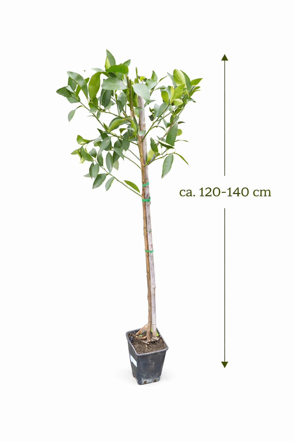 Persische Limette (Citrus latifolia) 120-140 cm - Tahiti-Limette für Garten & Küche