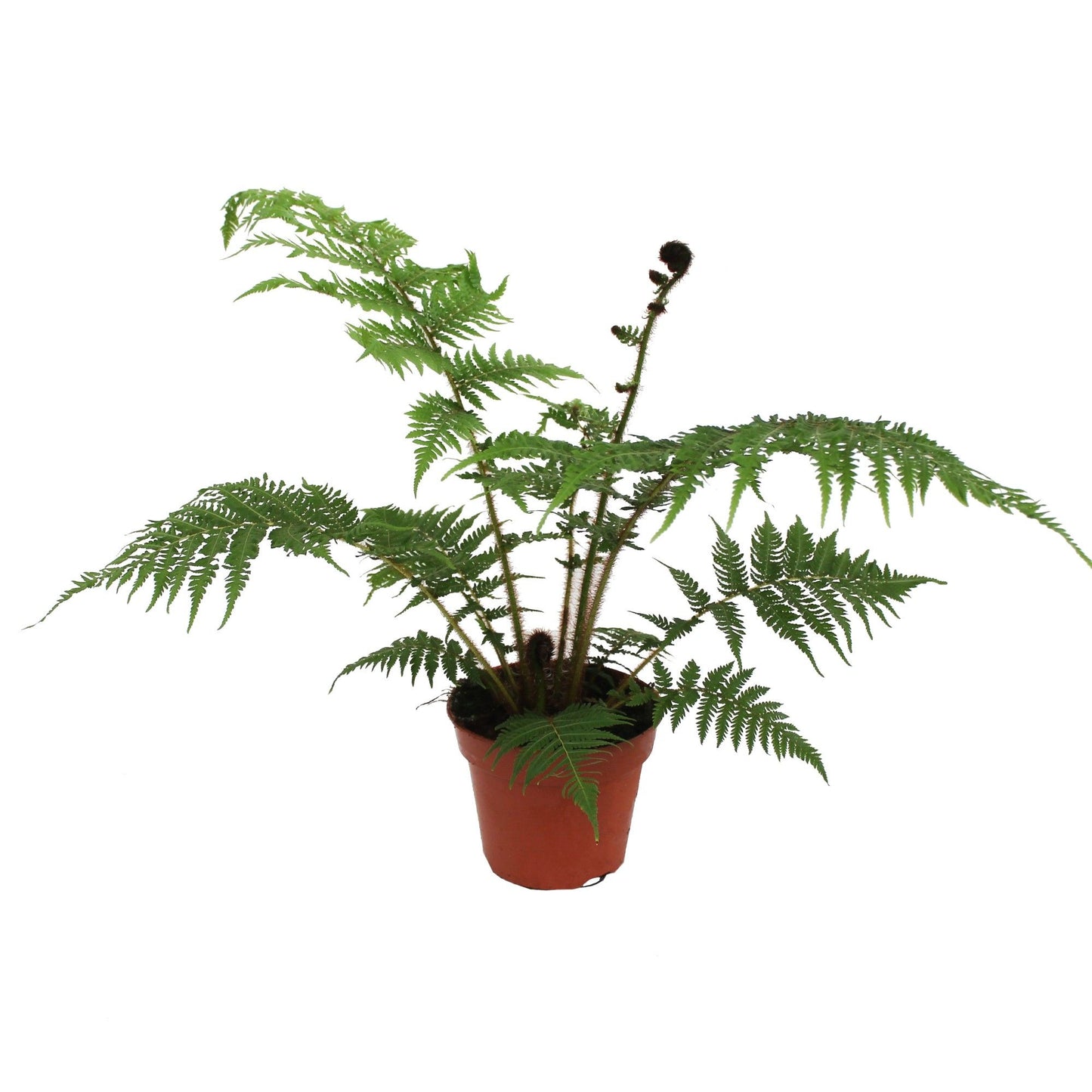 Cyathea cooperii – Australischer Baumfarn / Riesentropenfarn ca. 50 cm Gesamthöhe inkl. Topf