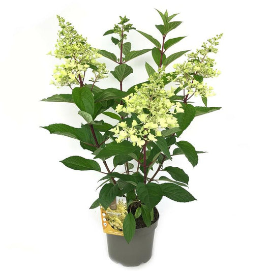 Rispenhortensie 'Candlelight' – Hydrangea paniculata im 3L Topf | Sommerblühender Zierstrauch für Garten & Kübel