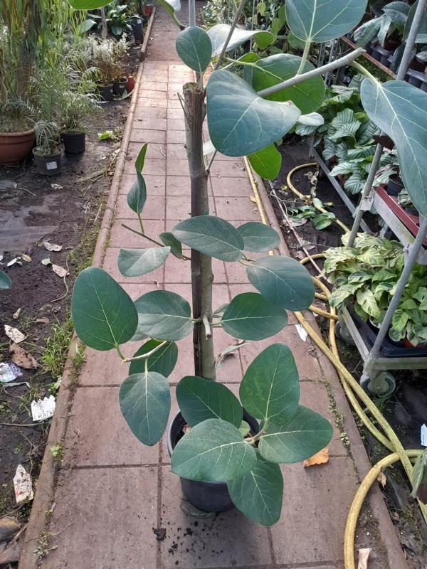 Ficus Benghalensis s 120–140 cm silným kmenem, indický banyán pro váš domov – nenáročná péče a odolná rostlina