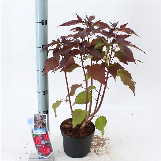 XXL Riesenhibiskus „Carousel Geant Red“ – Staudenhibiskus, Winterharte Gartenhibiskus-Pracht mit Rieseblüten