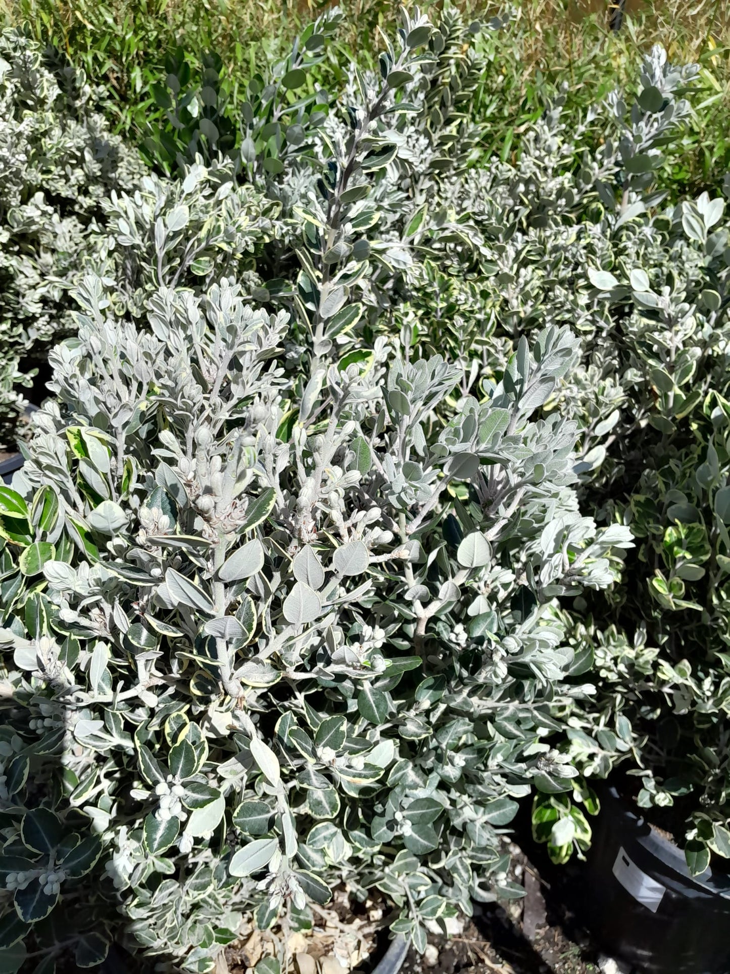 Metrosideros excelsa 'Variegata' 80-100 cm - panašovaný železný strom Pohutukawa Nový Zéland vánoční strom