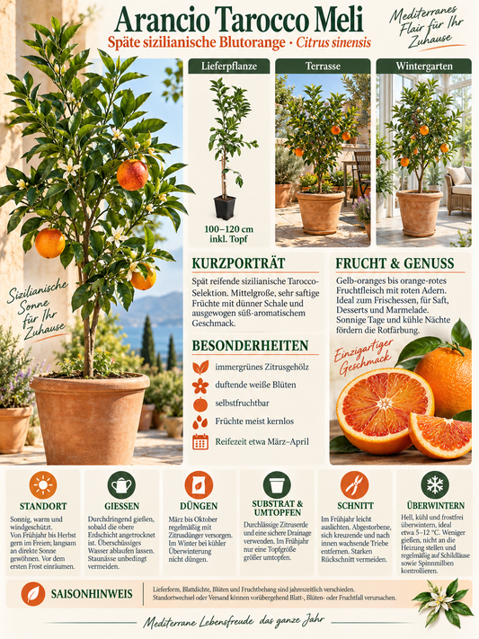 Tarocco Meli Blutorange 100–120 cm – Citrus sinensis Orangenbaum für Terrasse und Wintergarten