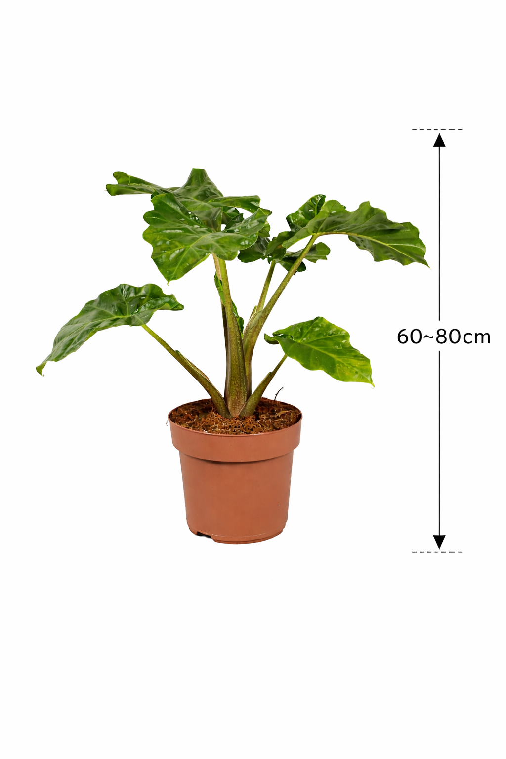 Alocasia Low Rider 60-80 cm - Pflegeleichte Exotenpflanze für dein Zuhause mit dekorativen, glänzenden Blättern