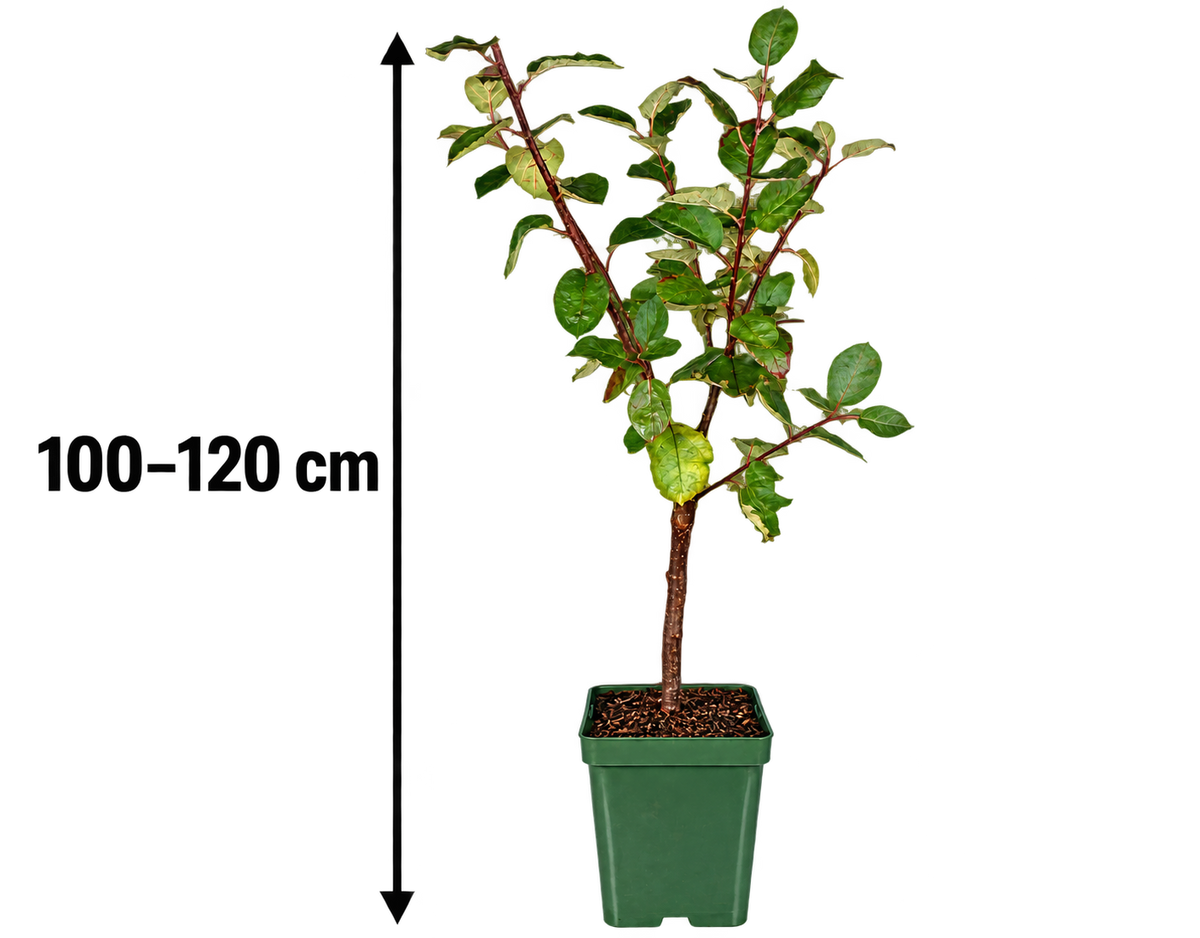 Apfelbaum ‘Roter Boskoop’ 100–120 cm – Malus domestica, winterharter Winterapfel & aromatischer Backapfel für den Garten