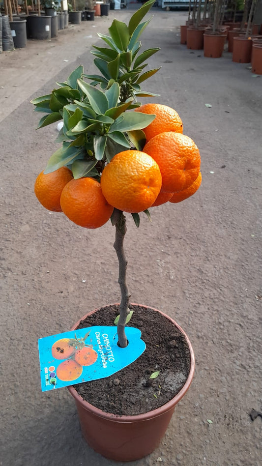 Bitterorange Chinotto (Citrus myrtifolia) – Mediterraner Zitrusstrauch, 50-60 cm, ideal für Balkon & Terrasse