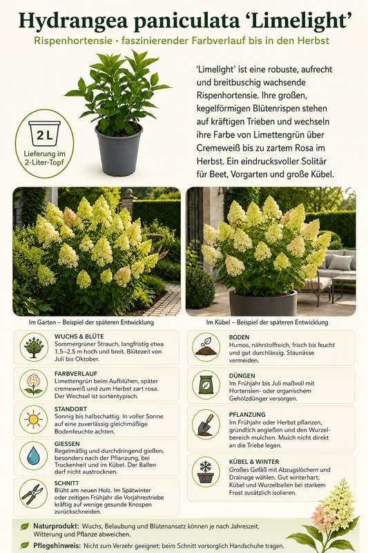 Rispenhortensie Limelight – Hydrangea paniculata im 2-Liter-Topf – winterharte Gartenhortensie