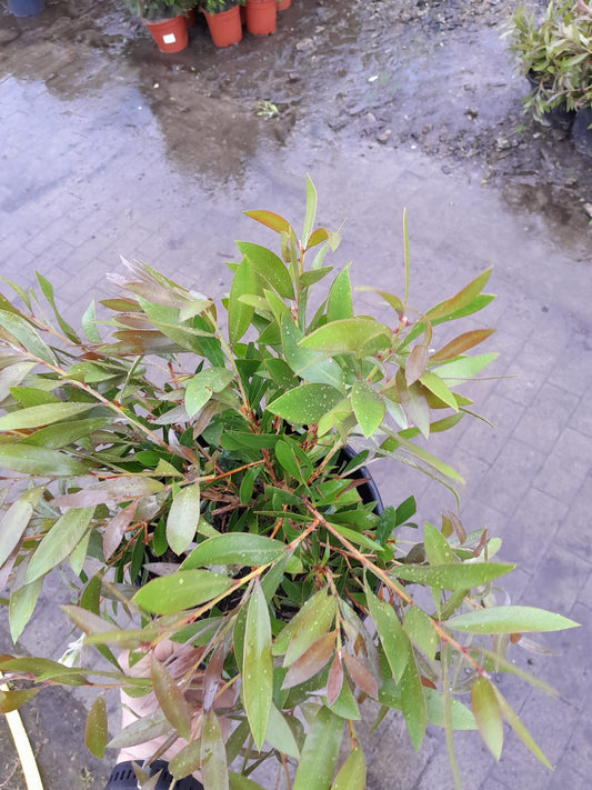 Karminroter Zylinderputzer dichter Busch 40-60 cm Callistemon Laevis - Kübelpflanze