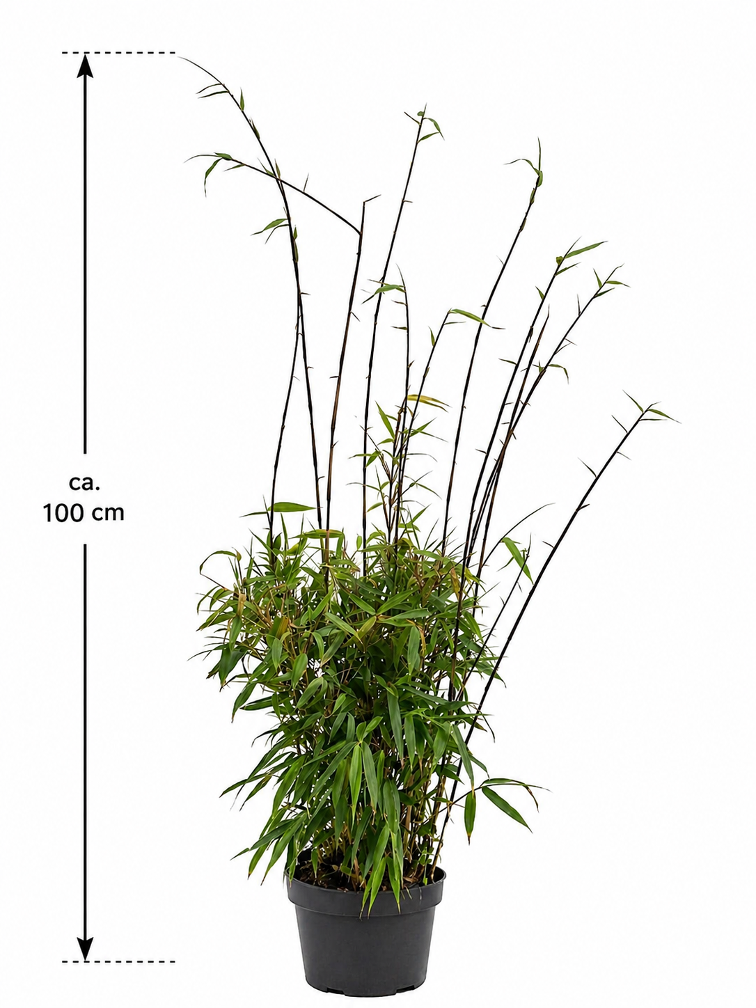 Fargesia Rufa Bambus ca 100 cm im 19 cm Topf Winterharter Schirmbambus bis 2,5 m Höhe - Sichtschutz - ohne Rhizomsperre
