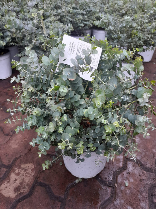 Silberblättriger Eukalyptus Baby Blue 40-50 cmPflanze winterharter Baum