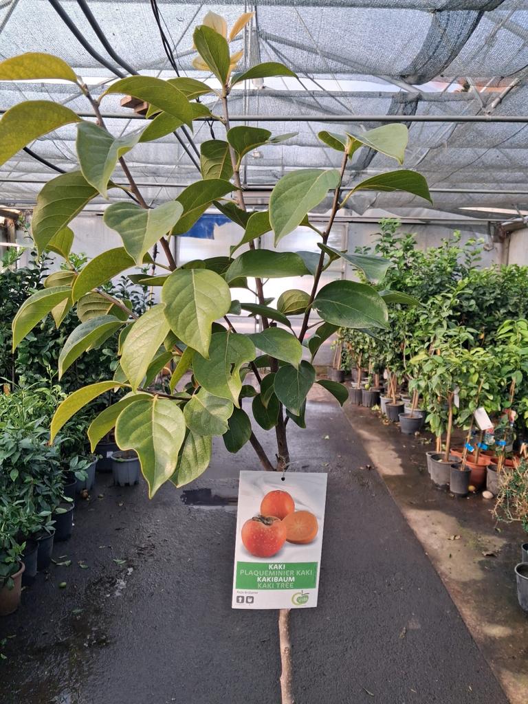 Diospyros kaki ‘Rojo Brillante’ – Kaki / Kakipflaume / Sharon-Frucht – winterharte Obstpflanze ca. 170–200 cm