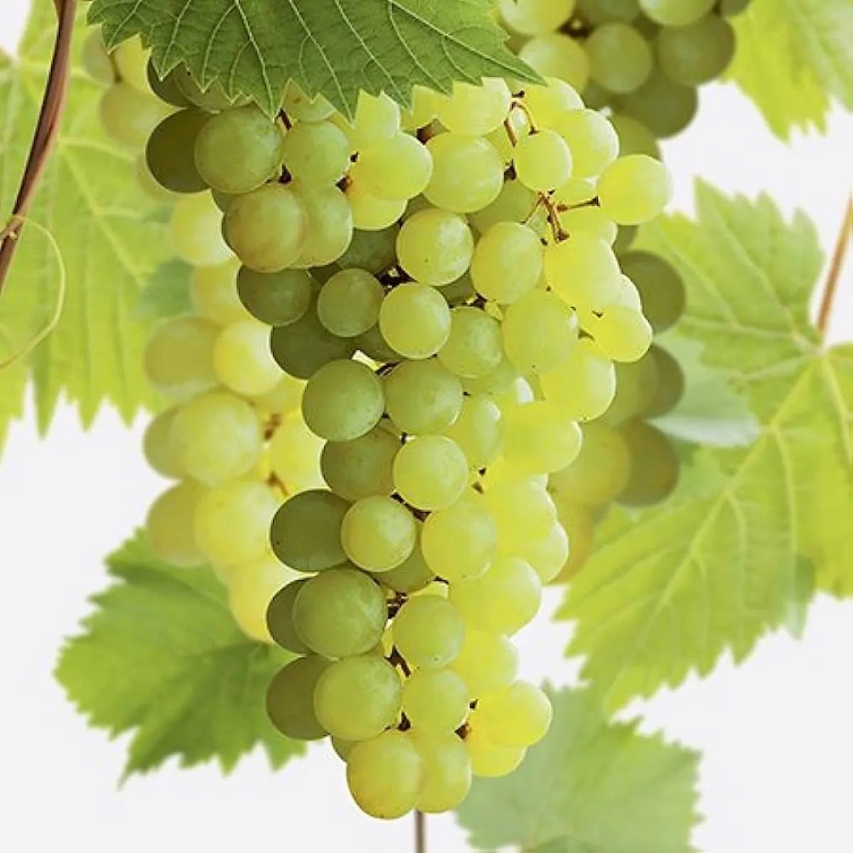 Bezsemenná Vitis vinifera Superior 180-200 cm Ušlechtilá réva pro vaši zahradu – Objevte nyní