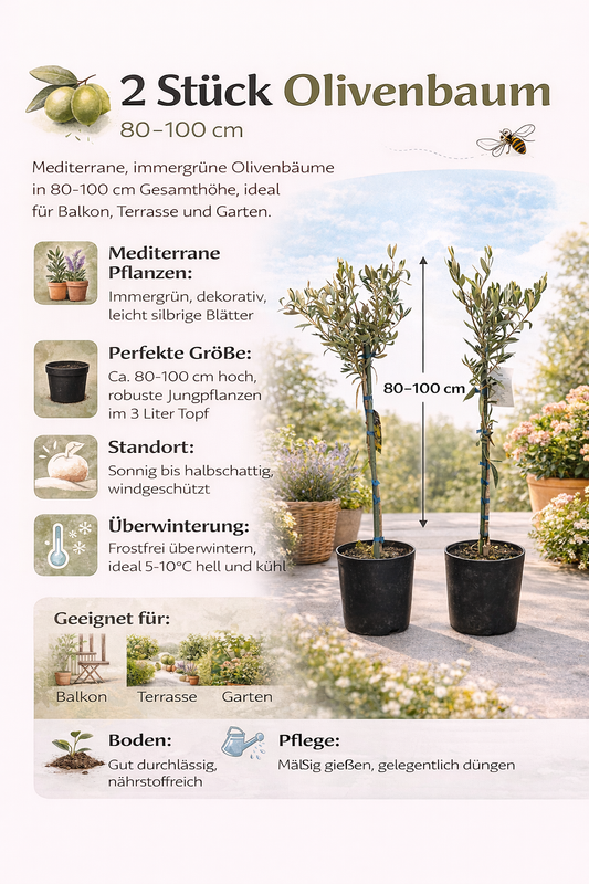 2x Olivenbaum 80–100 cm Olea europaea – Echter Olivenbaum, Mediterrane Pflanze, Winterhart im Kübel, Olivenpflanze
