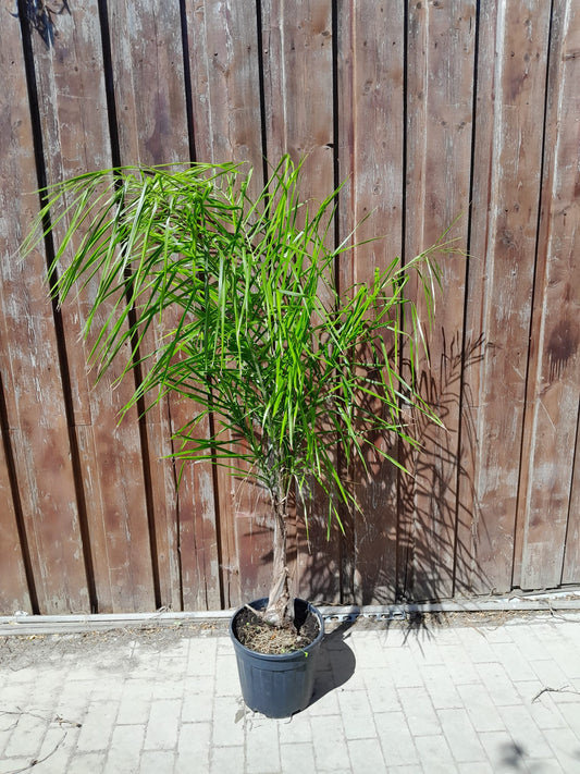 Královská palma (180-200 cm) – Arecastrum romanzoffianum – Velká pokojová palma s kmenem 60 cm