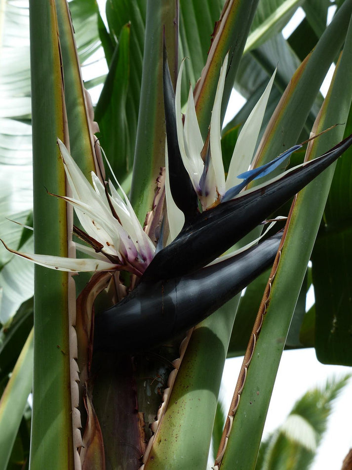 Strelitzia nicolai 120-140 cm Baumstrelitzie Baum-Paradiesvogelblume Zimmerpflanze - Luft reinigend