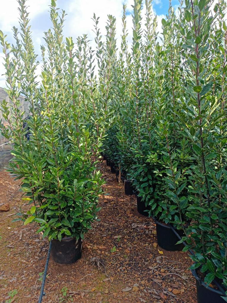 XXXL Echter Gewürzlorbeer (Laurus nobilis) – ca. 250 cm – Riesen-Lorbeerbaum für Garten & Kübel