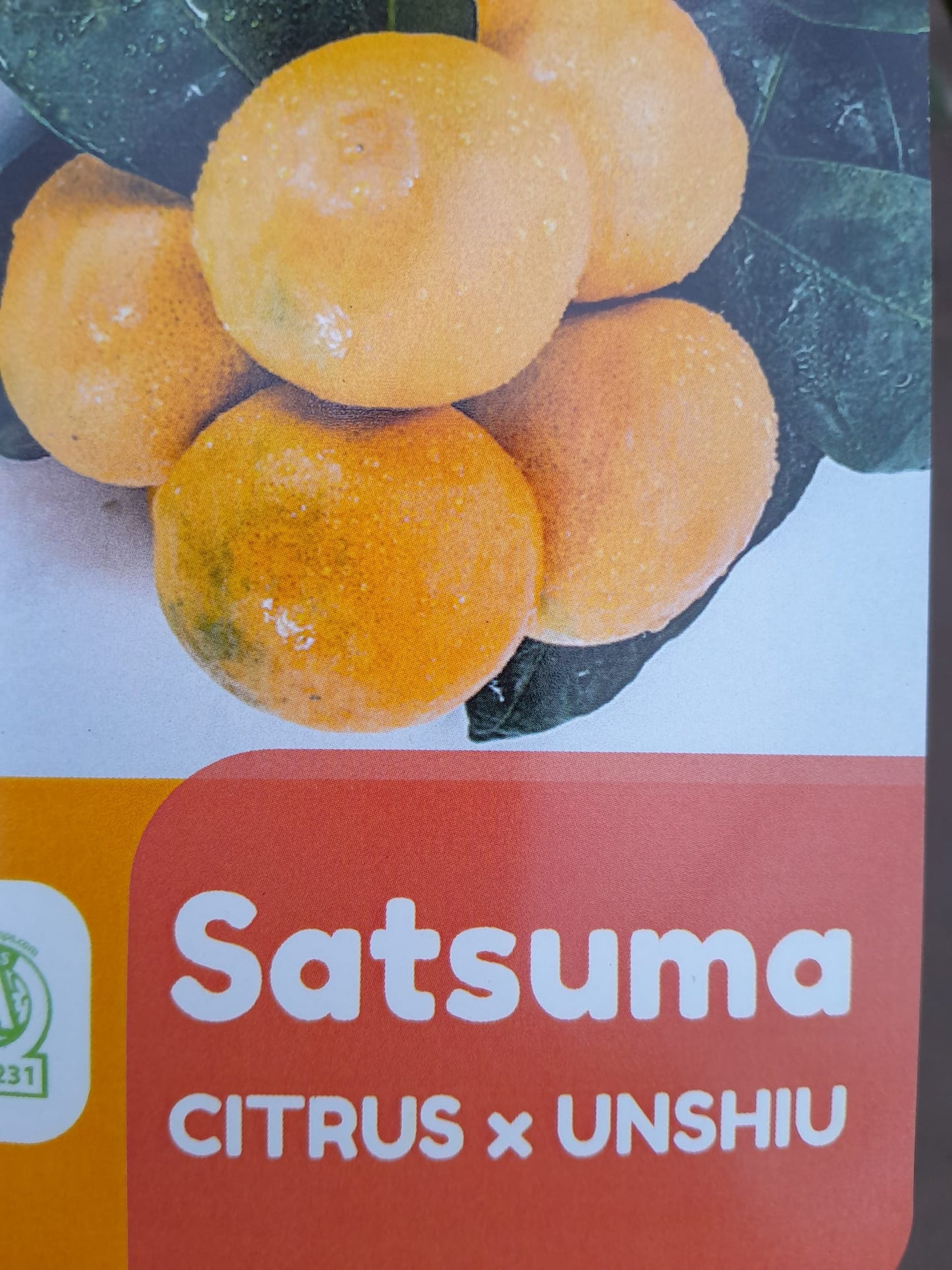 Citrus unshiu Satsuma mandarinka 130-160 cm Citrus unshiu Satsuma strom Citrus Satsuma