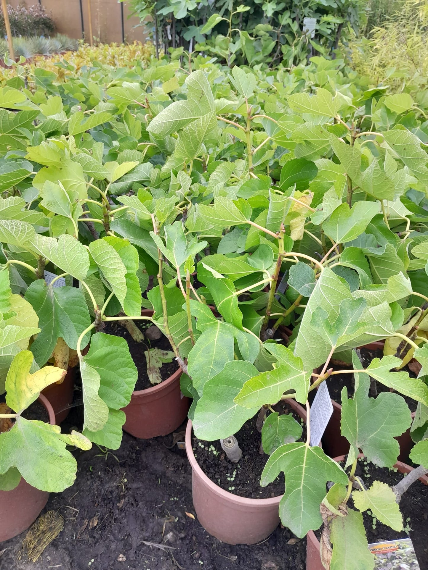 Ficus carica Bornholms diamantový keř 40-60 cm - Fíkovník - Mrazuvzdorná - Zahradní rostlina